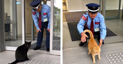 Two Cats Have Been Trying To Sneak Into a Japanese Museum For Years