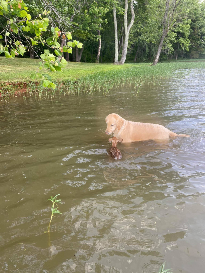 Harley waiting on the baby deer to reach the shore.