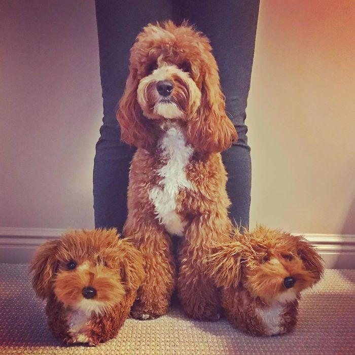 12. "Twinning with My Pawrents @cuddleclones Slippers! They Even Captured the Texture of My Hair!"