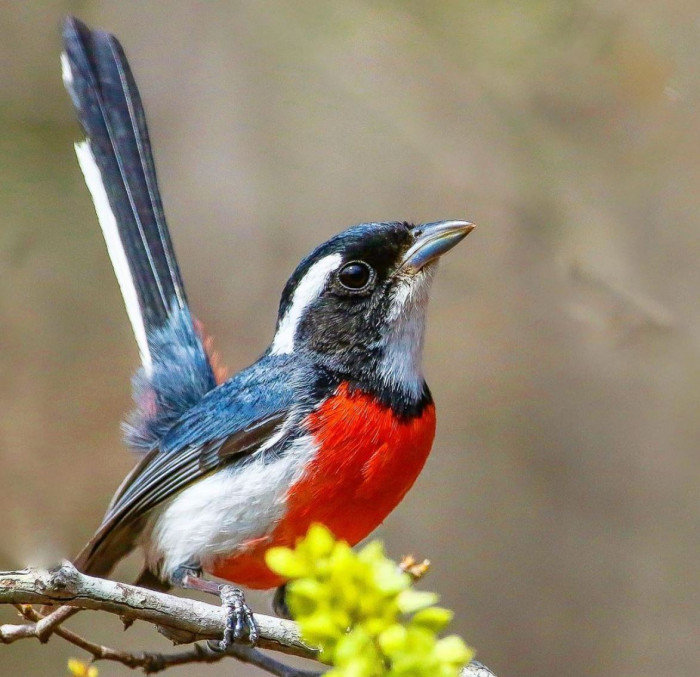 Red-breasted chats will be found looking for insects in the mid-level areas while traveling in pairs.