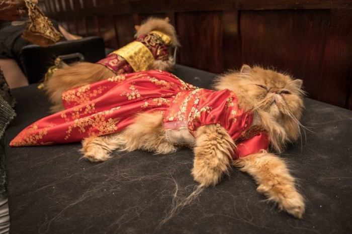 9. "Paint me like one of your French cats."