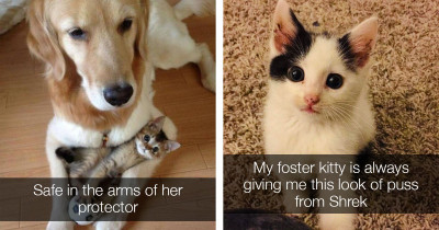 Adorable Pictures of Cats That Will Make Your Heart Melt