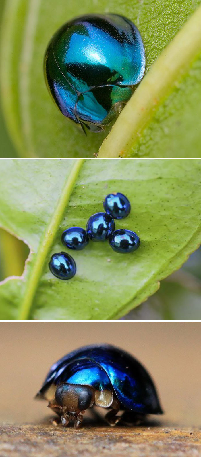 2. This Steel Blue Ladybug Is One Of The Coolest Insects I've Seen