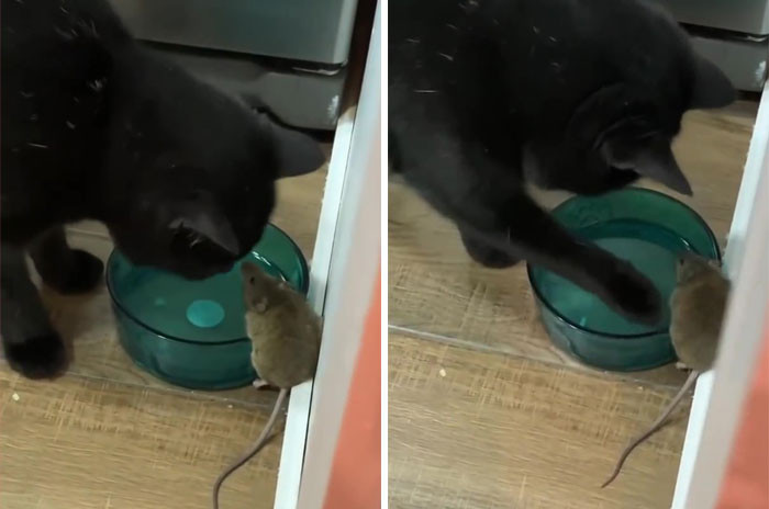 Benjamin says that Simon is a very sweet cat, but he was still surprised by his reaction to the mouse.