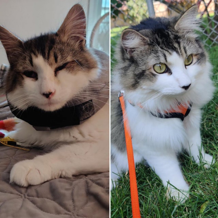 7. Gus was brought home with kitty conjunctivitis, a sinus infection, and 