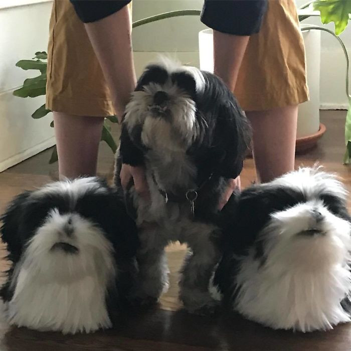 2. Dog Behavior Experts Love Them, Too.