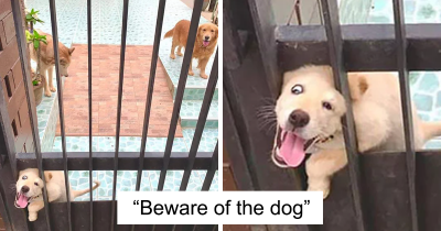 30 Of The Most "Dangerous" And Absolutely Cutest "Guard" Dogs Around