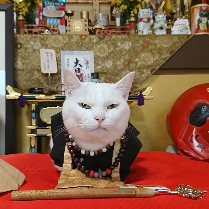 Japanese Cat Temple Has Cat Monks And It's The Cutest Place On Earth