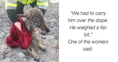 Man Rescues Dog From Icy Waters, But It's Actually a Wolf
