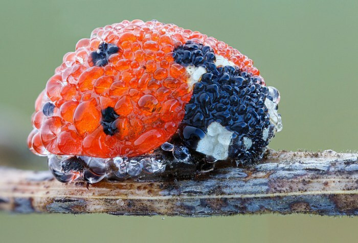 16. Ladybug Enjoying The Morning Dew 