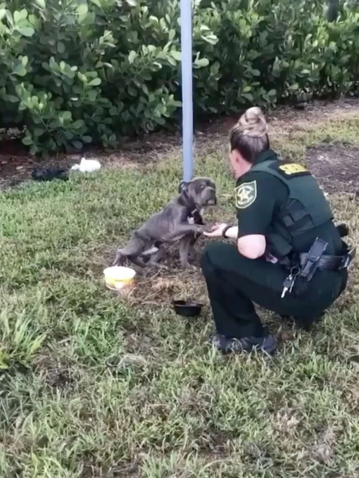 “He was tied to a pole with a very short leash,” shared Amy Roman, president and founder of 100+ Abandoned Dogs of Everglades Florida.