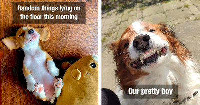 Adorable Dogs Turn to Social Media Lately to Improve Your Mood