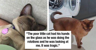 Cat Miraculously Survives After Being Trapped In A Washing Machine