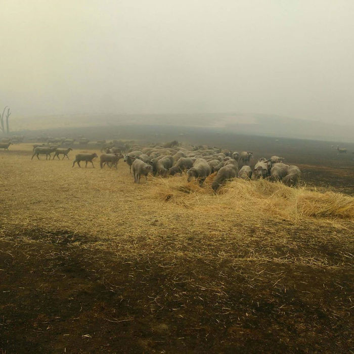 Cath says her brother does not intend to evacuate due to the amount of livestock he has on his property.