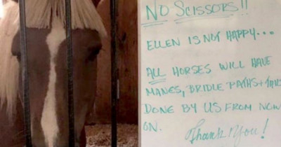 Horse's Bad Hair Cut Is Funnier Than Your Worst Bad Hair Day