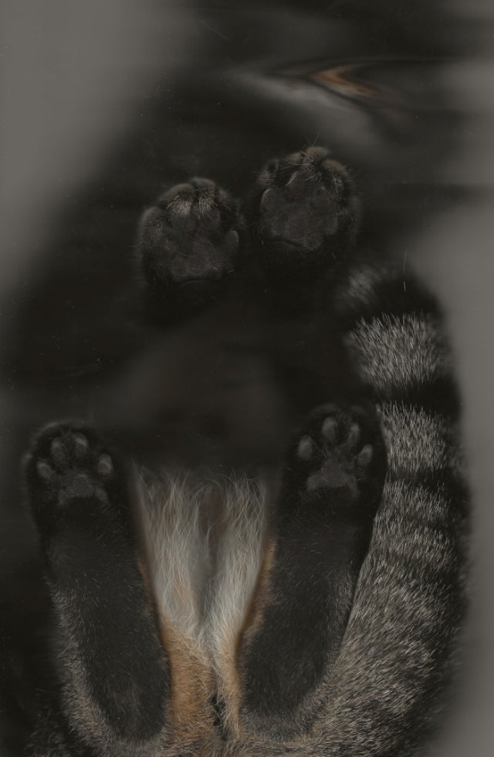 4. "Schnitzi likes the scanner so much and always sits on it when I want to use it. So I just scanned him."
