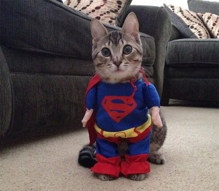 Cat dressed as Spock, then Bumble Bee Officer Purr, playful superhero look