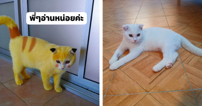 Comedic Cat Finds Herself Looking Like Pikachu After An Accidental Incident With Turmeric Powder