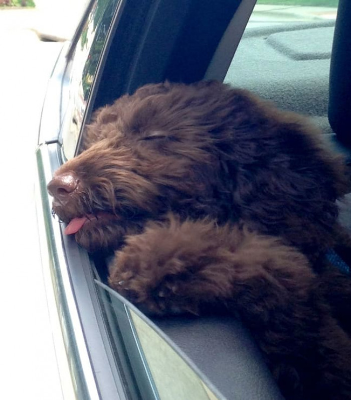 1. “My puppy’s first time sticking her head out the window resulted in pure ecstasy.”