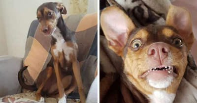 Family Finds Grandma's Lost Dentures in Their Dog's Mouth