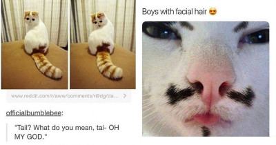 The Best Collection Of Hysterical Cats The Internet Has To Offer