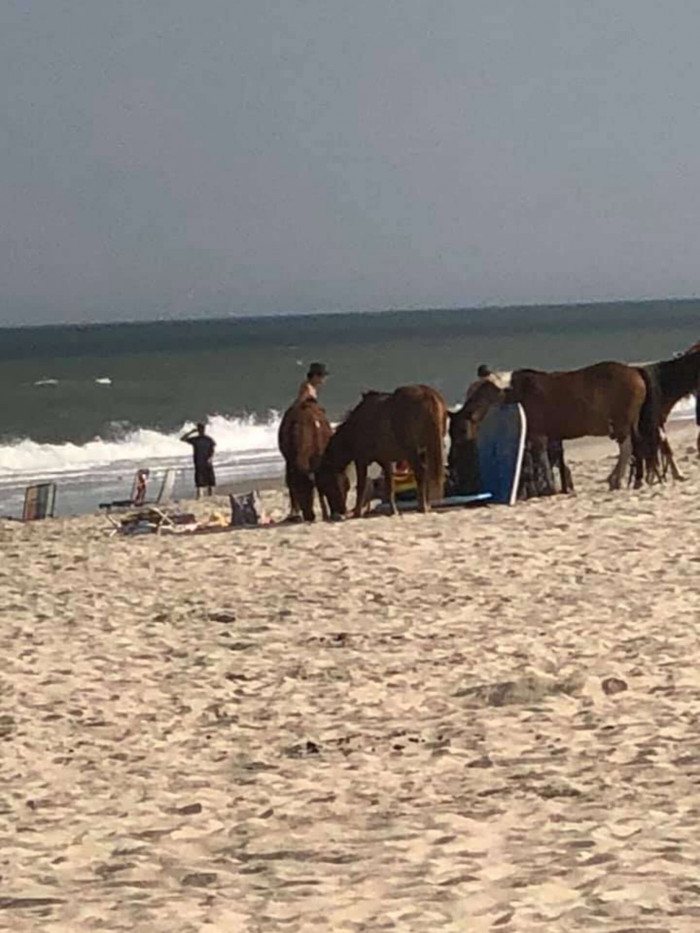 It looked as if the horses knew that they were banned from the area until the coast was clear.