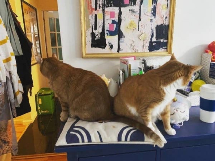 16. Hoomans ignored successfully