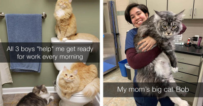 These Cat Pictures Are Exactly What You Need Right Now