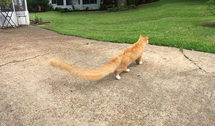 Which cat breed is this?