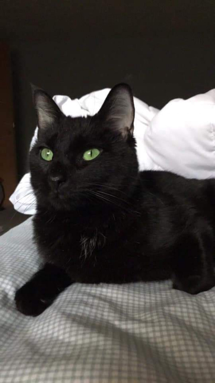 "My beautiful green-eyed fur child Salem."