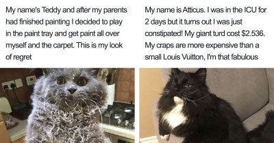 20 Times Humans Publicly Shamed Their Feline Dictators