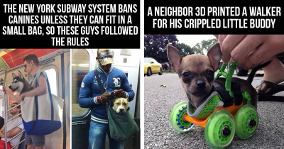 10+ Awesome Dog Owners Who Did Some Incredible Things For Their Dogs