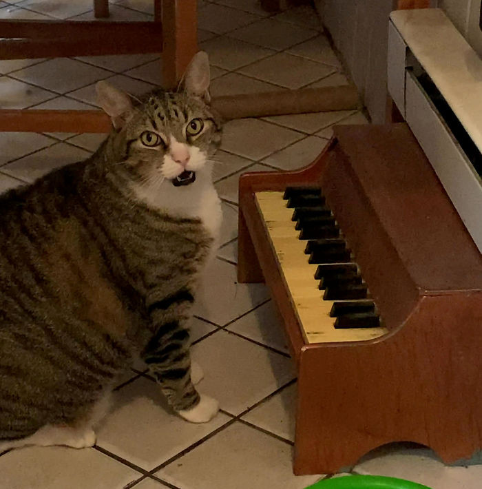 Winslow also uses the piano to communicate things like his need for attention and warnings about a dirty litter box