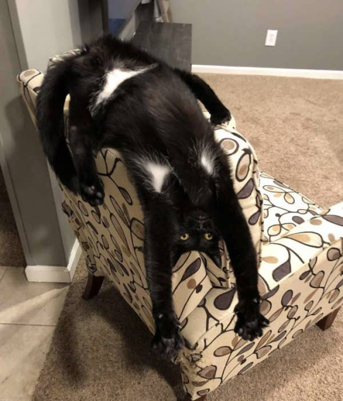 9. Any bones in this cat?