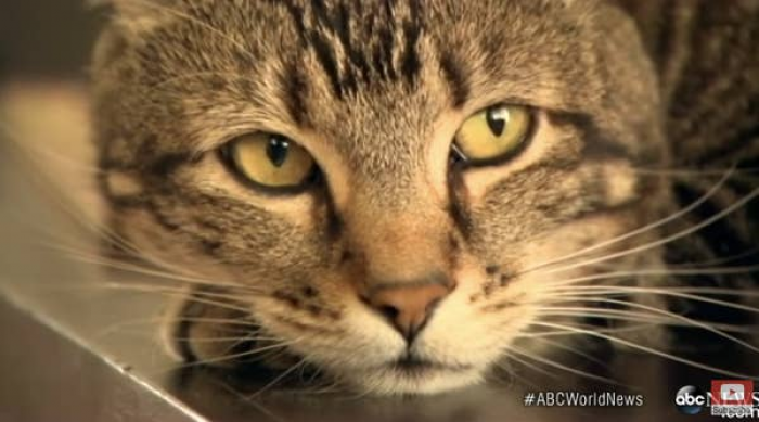 2. This fuzzy kitty went full-on beast mode to save her little human from a dog.