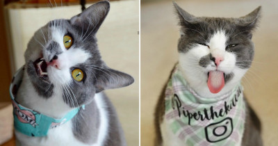 Piper The 'Kit Cat' Is A Purrfessional Instagram Model And We Love Her