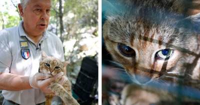 New Cat-Fox Species Has Been Officially Identified In France