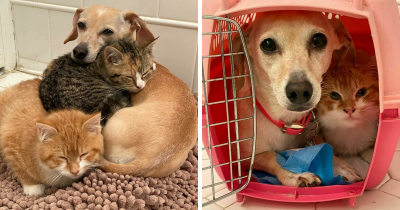 Pooch Takes Care Of Shy Kittens Until They Gain Enough Courage To Interact With Humans
