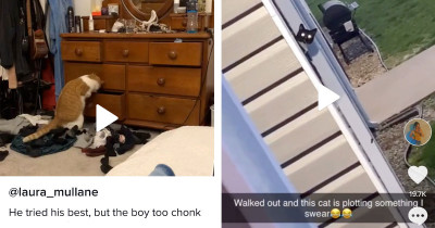 Weirdest Cats Shared On TikTok Last Week Will Entertain the Heck Out of You