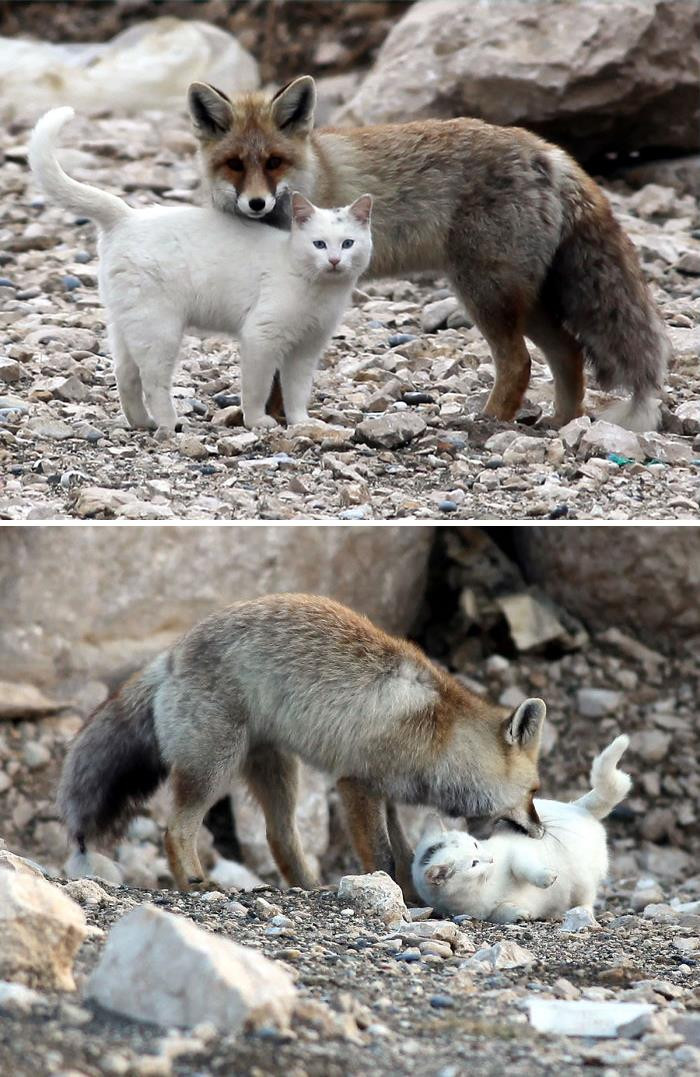 4. Cat And Fox Are Best Friends