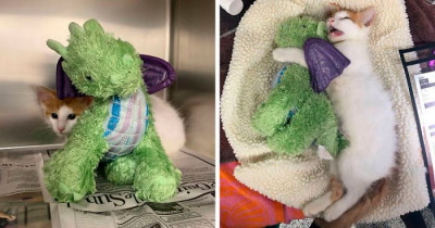 Kitten Takes His Favorite Stuffed Toy With Him To Keep Him Safe At The Vet’s Office