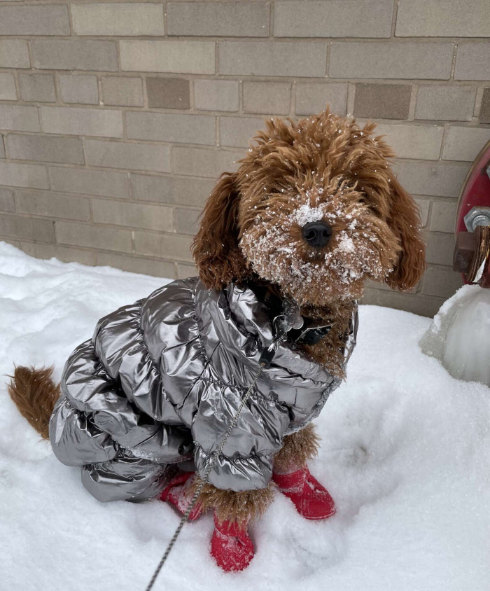 Grizzly enjoying out in snow