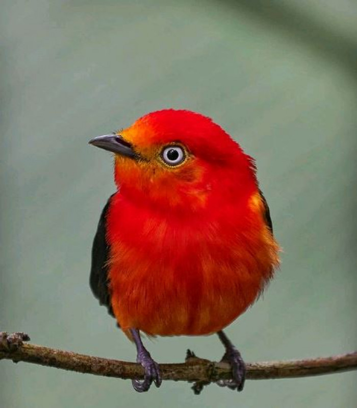 Red, Orange, And Yellow Combined, Makes This Spectacular Bird Simply ...