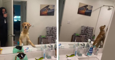 Confused Golden Retriever Dog Freezes After Spotting His Human In The Mirror While Playing Hide And Seek And It's Way Too Adorable