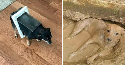 50 Hilarious Photos Of Derpy Dogs Just Being Themselves