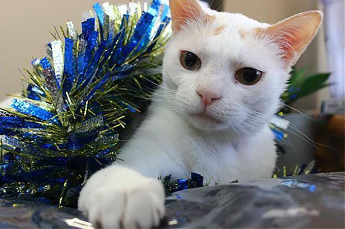 The holidays are coming!