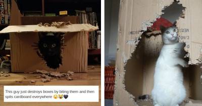 Cats On Catnip Fans Share Photos And Stories Of Their Angry Cats