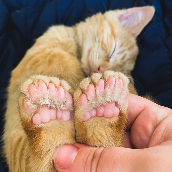 3. Meet Ren, a polydactyl with six toes on each foot