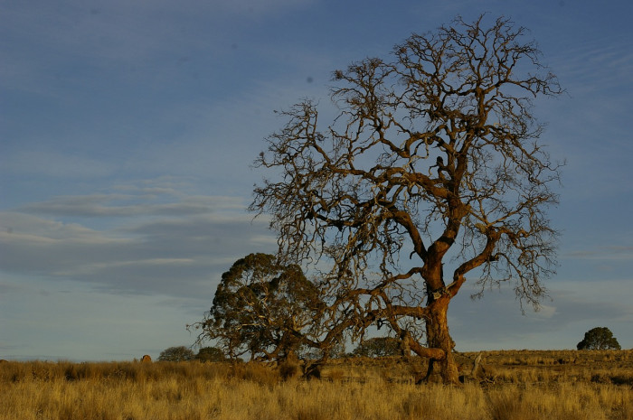 Climate change will continue to impact on the remaining koala population.