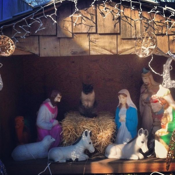 5. "Nativity Cat"